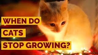 When Do Cats Stop Growing ? | How Big Will Your Cat Get ?