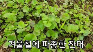 잔대파종법.재배법 잔대키우기.잔대발아법 대숙이농장 010 2979 1175