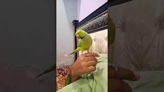 #parrot #talkingparot #birds #talkingparrot #cute #pets #petbird #funny #nonstoptalkingparrot