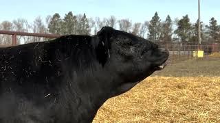 STgenetics® Beef at Schaff Angus Valley