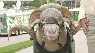 Colorado State University's CAM the Ram Through the Years