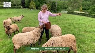 Sheepfold's Alice, with her Manx Loaghtan sheep – for Woolfest Online 2021