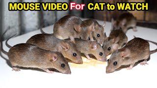 Ultimate Cat TV: Mouse and Rat Sounds to Keep Your Cat Engaged! Cats LOVE This Mouse and Rat Video!