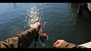 Bay Fishing For Bream In Heavy Structure ( Big Bream )