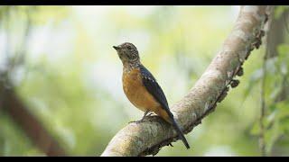 發現台灣最稀有、體型最大的猛禽! 大雪山賞鳥 Taiwan bird watching vlog 2: Bird watching in the Mt. Daxueshan.