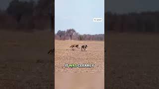 Dog vs. Rabbit: Who’s the Real Speed Champ? #animals #help #wildlife #dog #rabbits
