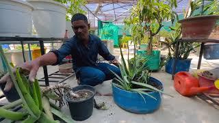 How to fast grow Aloe Vera at home