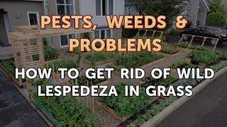 How to Get Rid of Wild Lespedeza in Grass