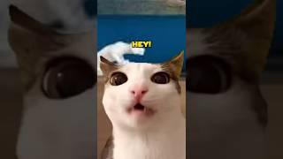 Google account Logic (Cat Meme) @dude.dans_ #shorts