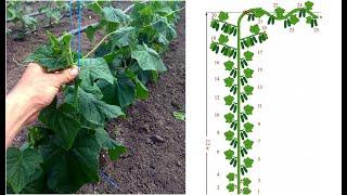 Формирование огурца в один ствол для большого урожая