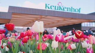 A Visit to Keukenhof - Garden of Europe