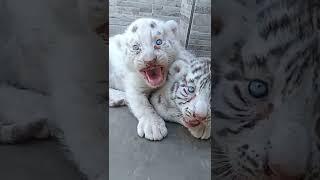 Two white tigers adorable ! #tiger #tigercub #shorts #viral #adorable #tigervideos #amazinganimals