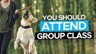 Dog Training Class - Should YOU Be Attending? | Advice From Professional Dog Trainers