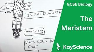 The Meristem - GCSE Biology | kayscience.com