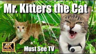 Mr. Kitters the Cat  Must see TV  Presents Ducky 