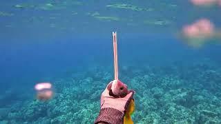 Spearfishing the Shallows - 3 Prong Session - Hunting for Pan Fry Fish - Big Island of Hawaii