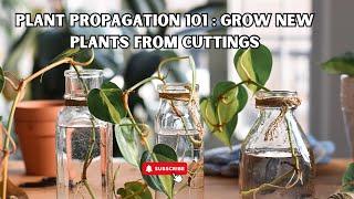 Easy DIY Plant Propagation: Grow New Plants from Cuttings at Home!