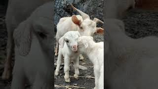 Illegally Cute Baby Goats That Will Melt Your Heart!  #cutefarmanimal #animals #cute