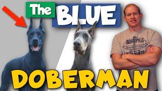 The Blue Doberman: Health, Price, Footage, and More