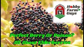 All About Elderberries. Are They The Perfect Berry...Or Are They Poisonous!