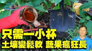 只需一小杯，土壤變鬆軟，蔬果瘋狂長！