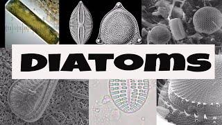 What are Diatoms?