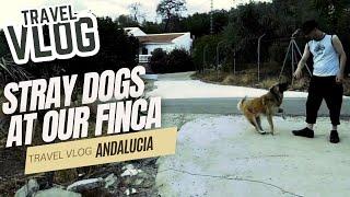 Stray dogs on our finca - Travel Vlog Andalusia-Spain