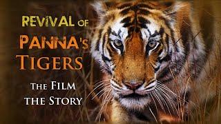 Emerald Forest-the Panna Story (Full feature in English 81 mins) The return of the Tigers