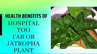 Health benefits of Jatropha/hospital too far or castor oil plant, Barbados nut or hedge.