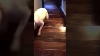 time traveler interupts walter jumping down the stairs meme #meme #ai #aimeme #dog