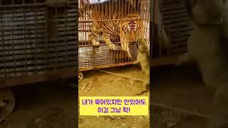 너무나 열받은 불독 #쇼츠 #유머 #humor #tiger&dog