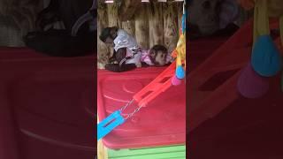 Вот и не договорились, кто кого #monkey #babymonkey #pets #animals #обезьяна #капуцин #cute #funny