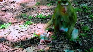 Starving Monkey's Intense Hunger for Milk 3