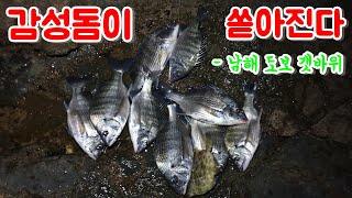 남해 감성돔 낚시, 도보갯바위에서 감성돔이 쏟아진다 !