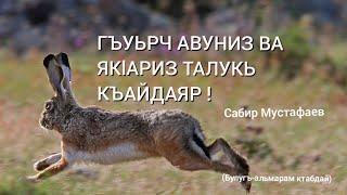 ГЪУЬРЧ АВУНИЗ ВА ЯКlАРИЗ ТАЛУКЬ КЪАЙДАЯР !Сабир Мустафаев.