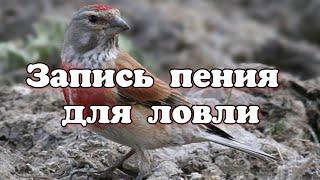 Коноплянка пение и позывка (Carduelis cannabina)