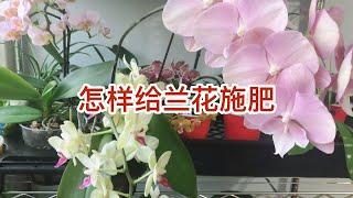 怎样给兰花施肥