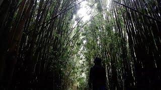 Majestic Bamboo Forest on Maui!