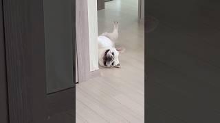 프렌치불독은 사랑 입니다 생긴것 보다 온순하고 순둥해요 오해 금지‼️ #frenchbulldog #cutedog #주름 #사람같아 #오해와진실 #주인공 #동물농장찰리