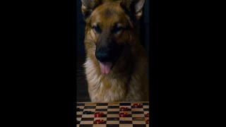 When your dog owns you in checkers #CoolDog #Shorts #Shortsvideo #Shortvideo