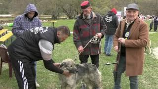 - OCJENJIVAČKA SMOTRA PASA ŠARPLANINACA JEZERO 2024 / YUGOSLAVIAN SHEPHERD DOG