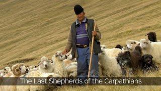 The Last Shepherds of the Carpathians