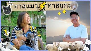 ( FULL ) ทาสแมว VS ทาสแกะ อิน เชียงราย | Pet Lover by Jerhigh Ep.9