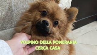 Chicco Cerca Casa |  Volpino Della Pomerania Cerca Adozione #sos #adotta #dog #volpino