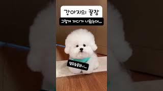 강아지의 꿀잠