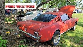 Mustang Hoard Abandoned in woods Sold at Auction! + 1959 Desoto, Dodge police car & classic Fords!