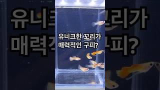 유니크한 꼬리가 매력적인 구피? #구피 #구피분양 #구피치어 #굽썰 #구피키우기