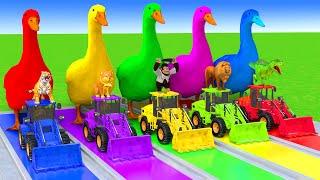 5 Giant Duck Cartoon,Cow,Elephant,Tiger,Lion,Dinosaur,Paint Wild Animals Crossing Fountain Animation