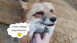 Ли Сяо / Alice the Fox Лиса Алиса (Заводим белого!)