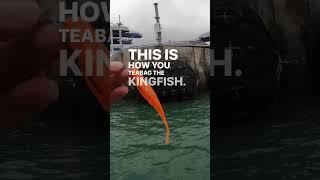Pitching lures  for Topwater #kingfish #bustups 
